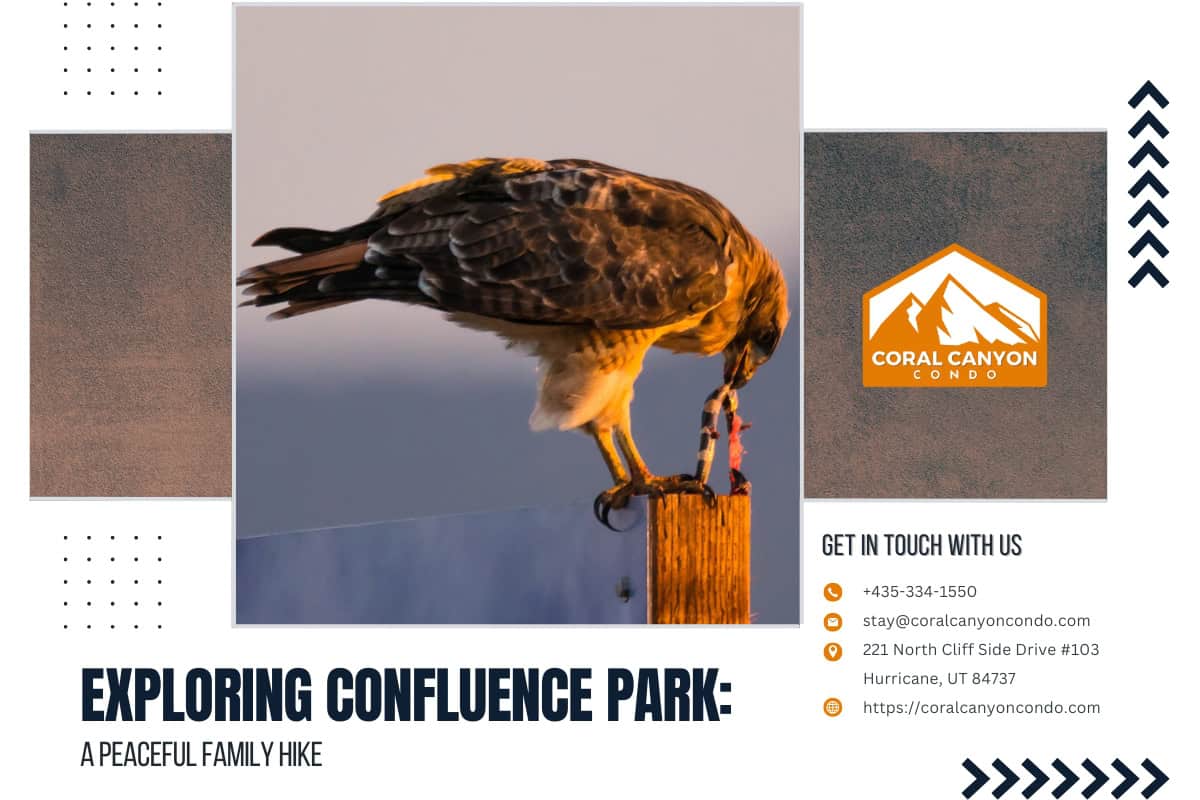 Hawk perched, eating prey at sunset